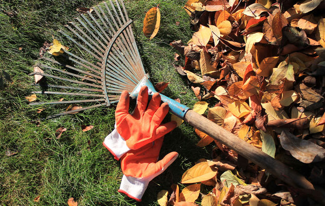 Tidy your garden this autumn