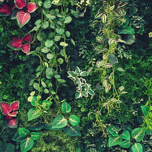 2024 Garden Trend - Living Wall