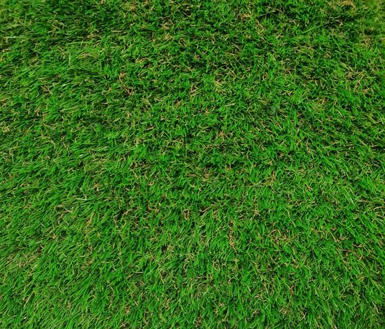 Grass