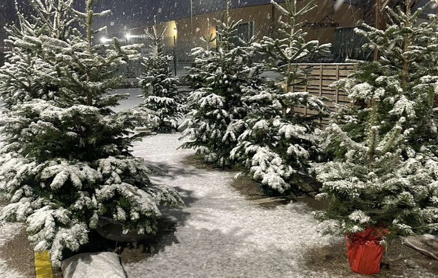 Real Christmas Trees at North West Timber